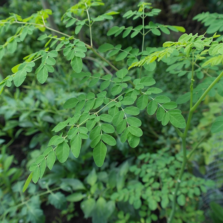 La moringa allevia i disturbi della menopausa