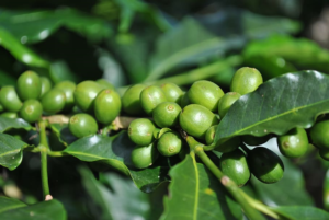 Green coffee plant