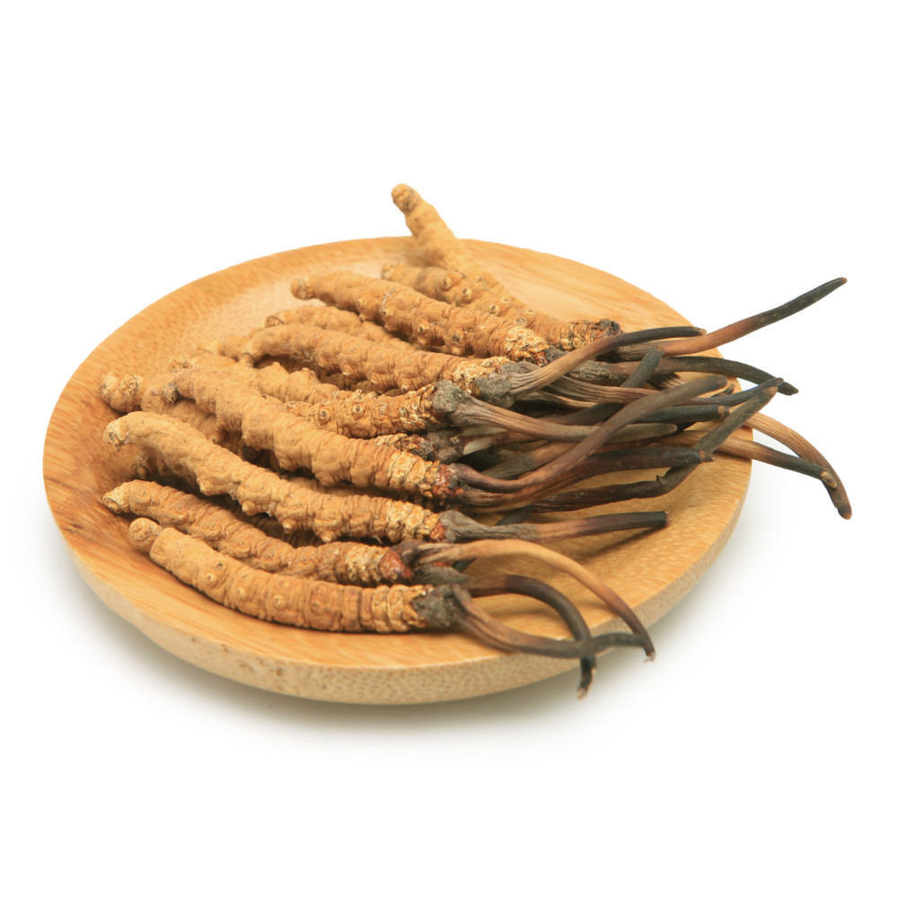 Cordyceps Sinensis